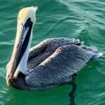 View of a pelican from a private boat charter