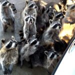 Miami Private Boat Tour in Raccoon Island